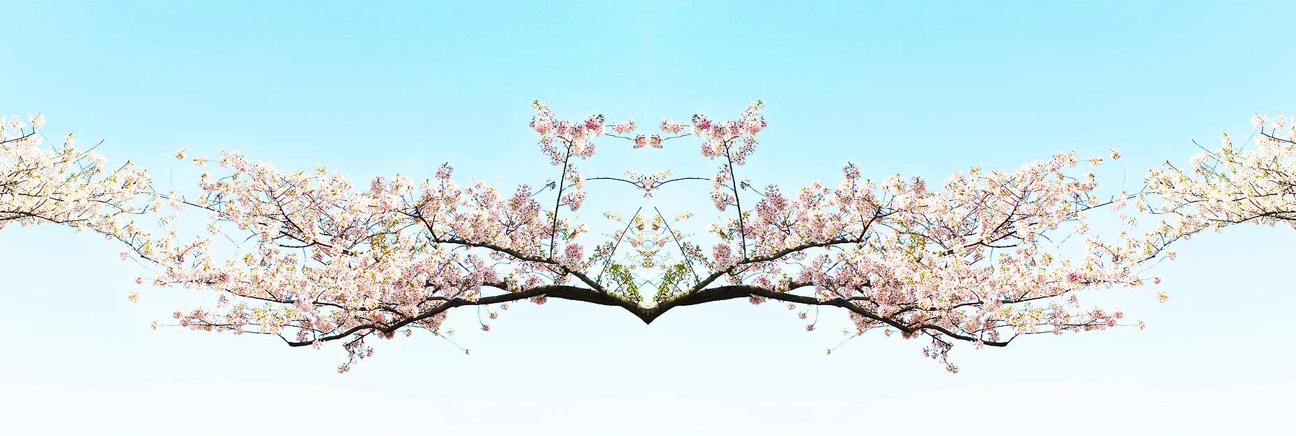 Cherry_Blossoms