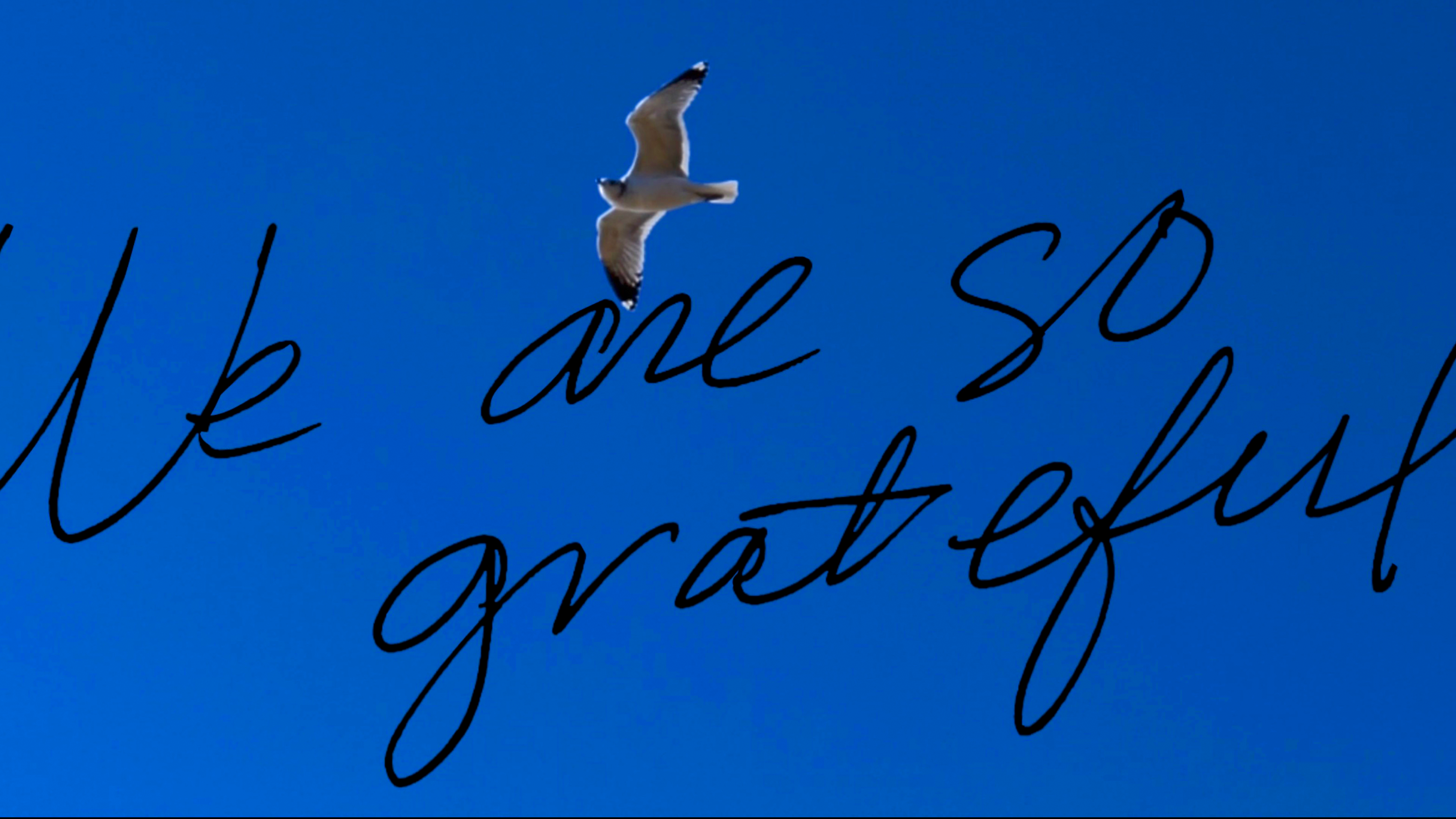 Flying Bird Grateful Still