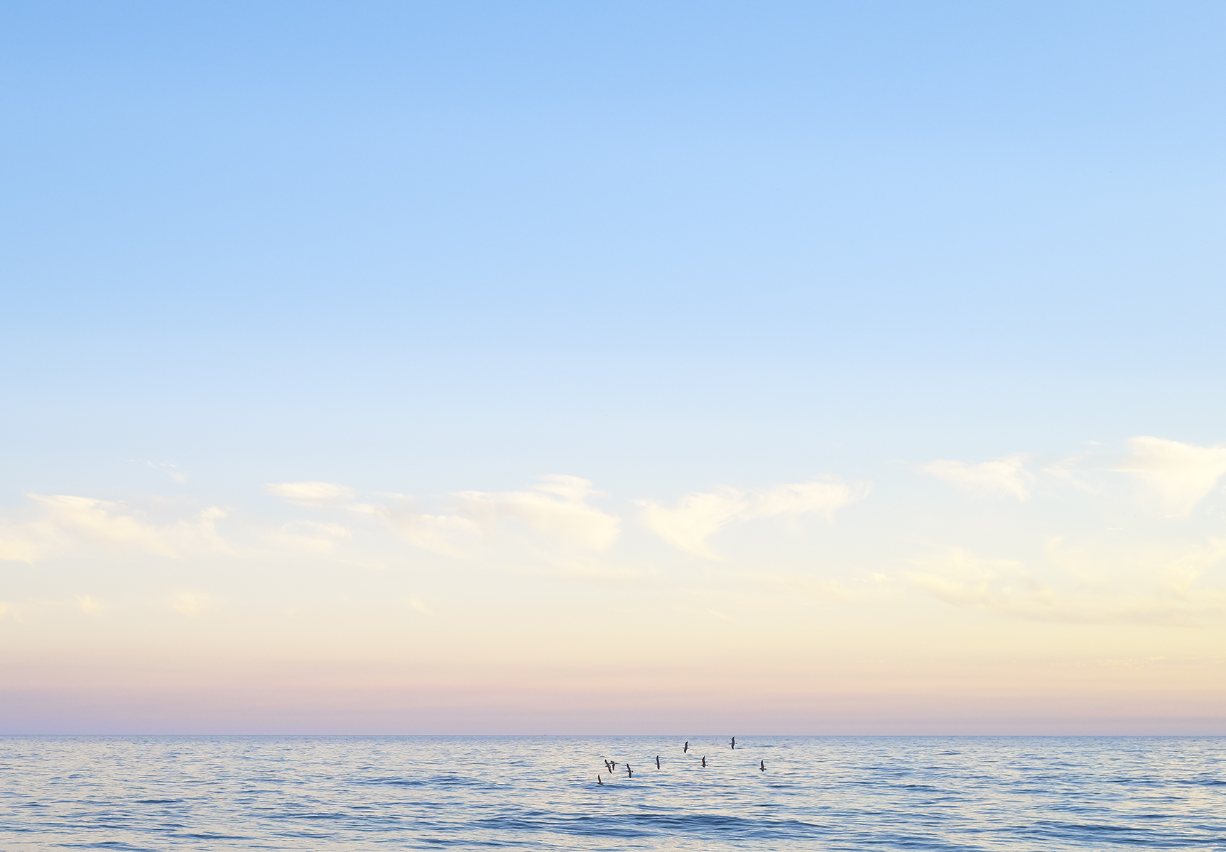 Sea Cardiff with Birds