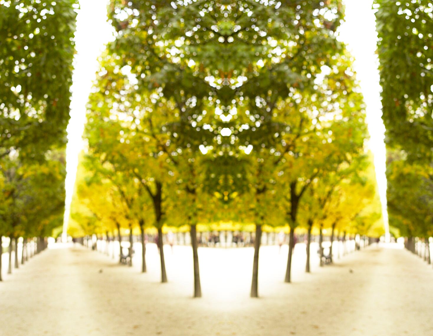 Trees Palais Royale