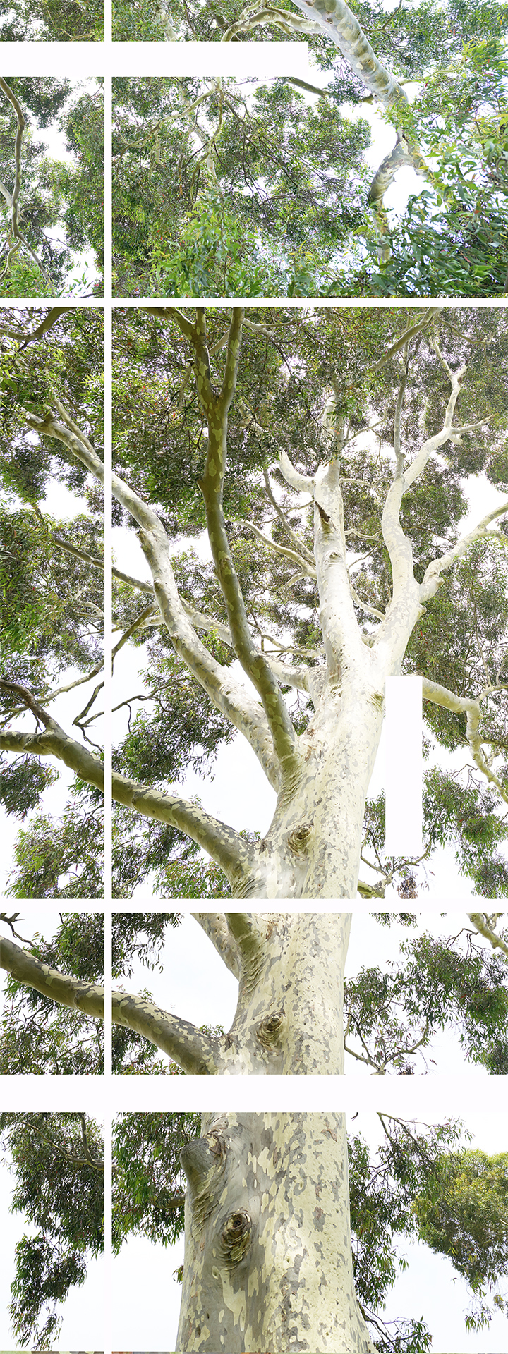 Trees II Australia Mondrian