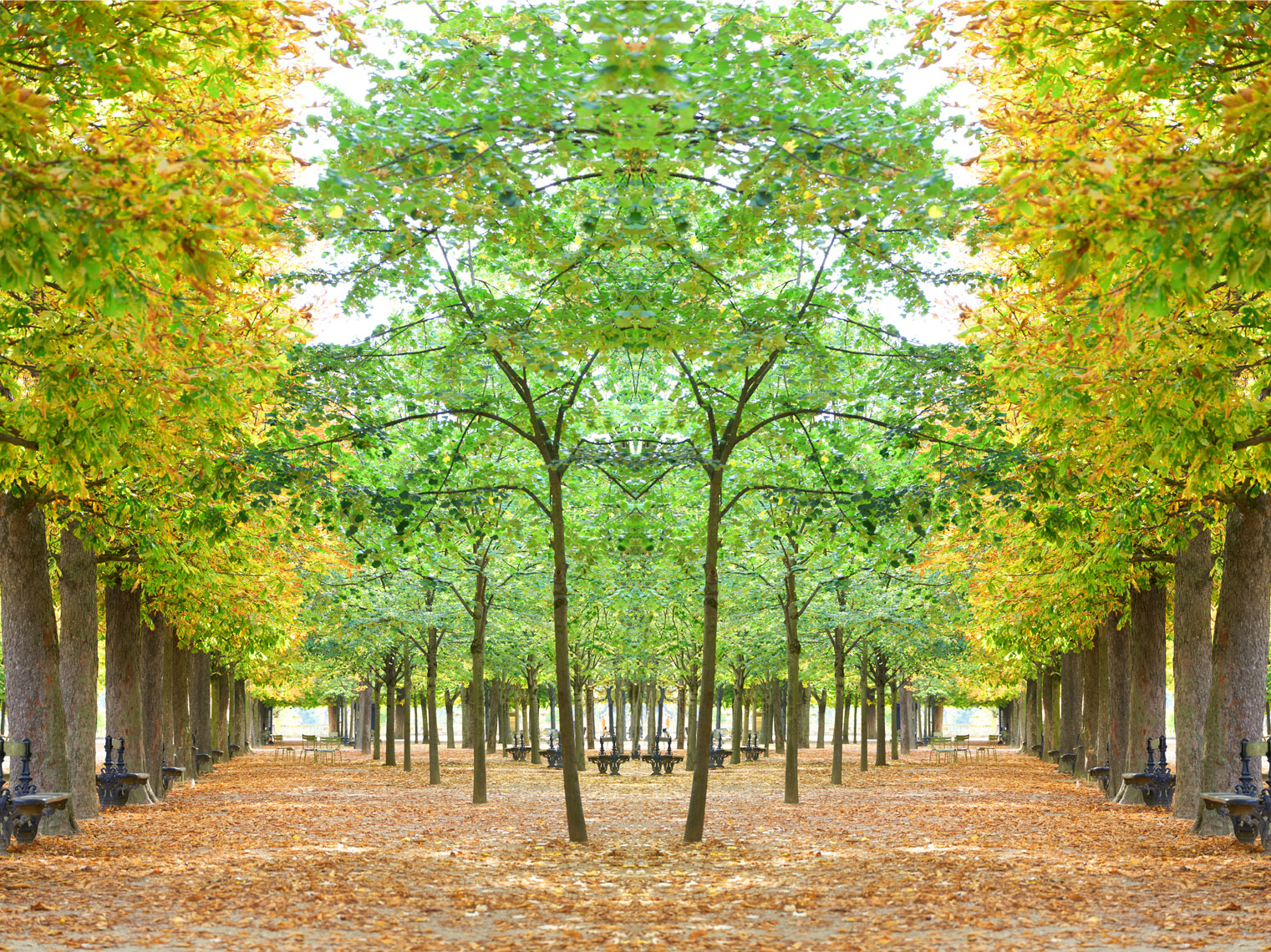 Trees II Luxembourg 2021