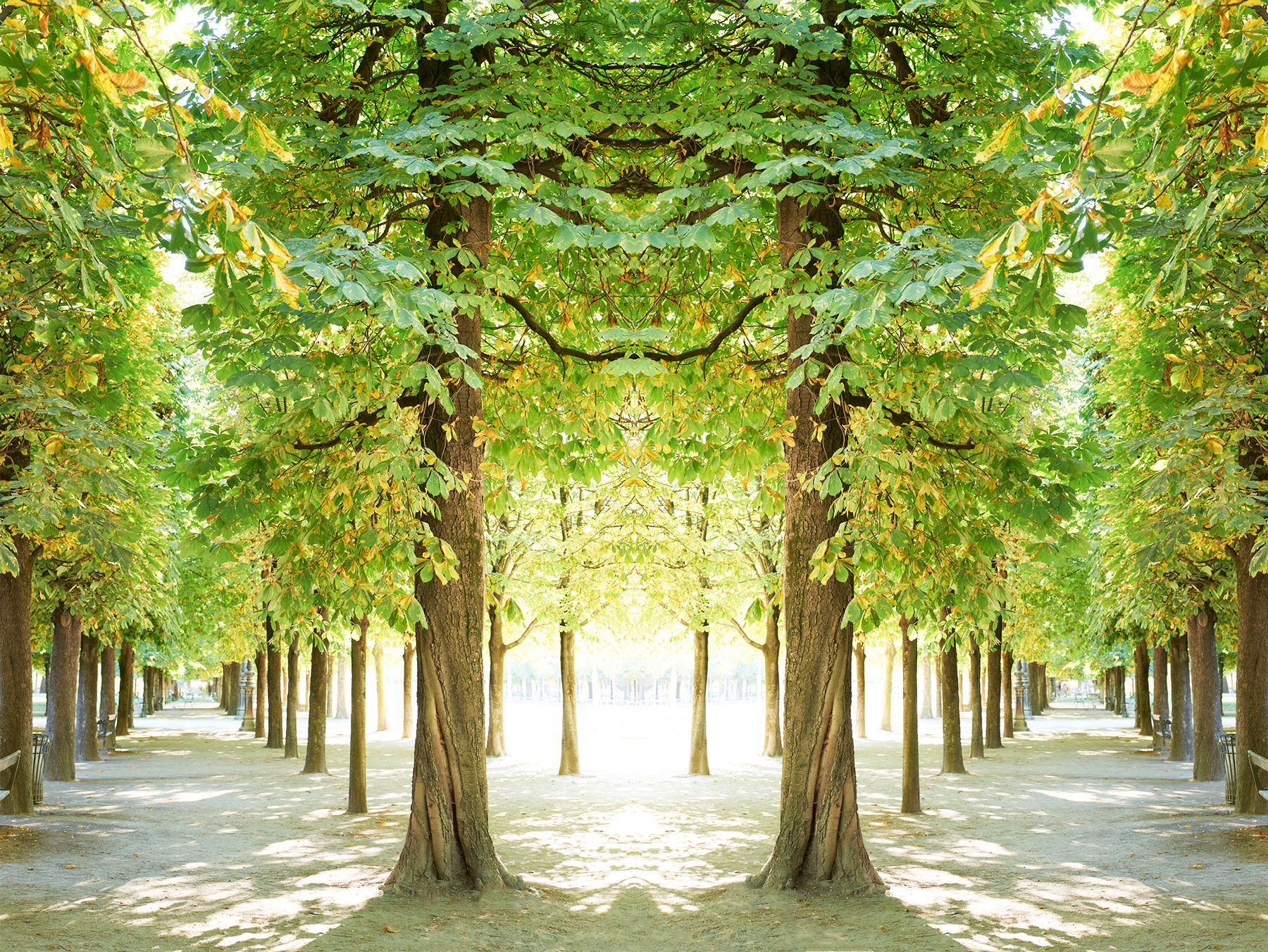 Trees II Paris 2023
