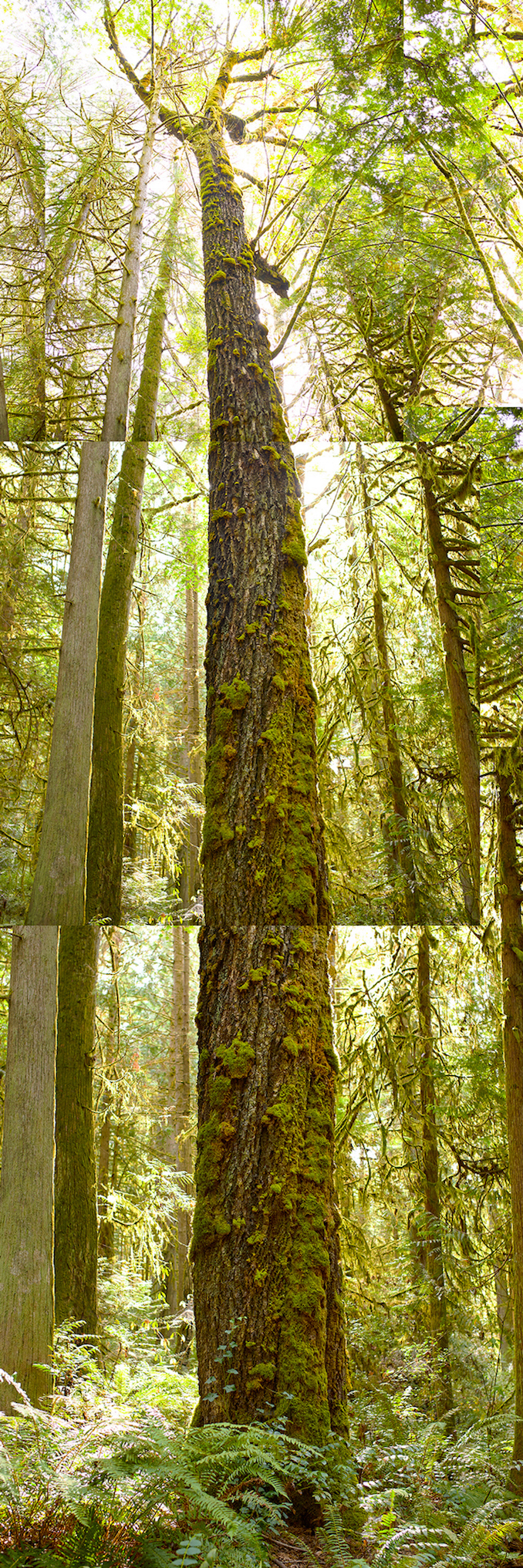 Trees II Seattle