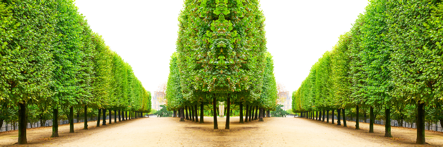 Trees II Tuileries 2021