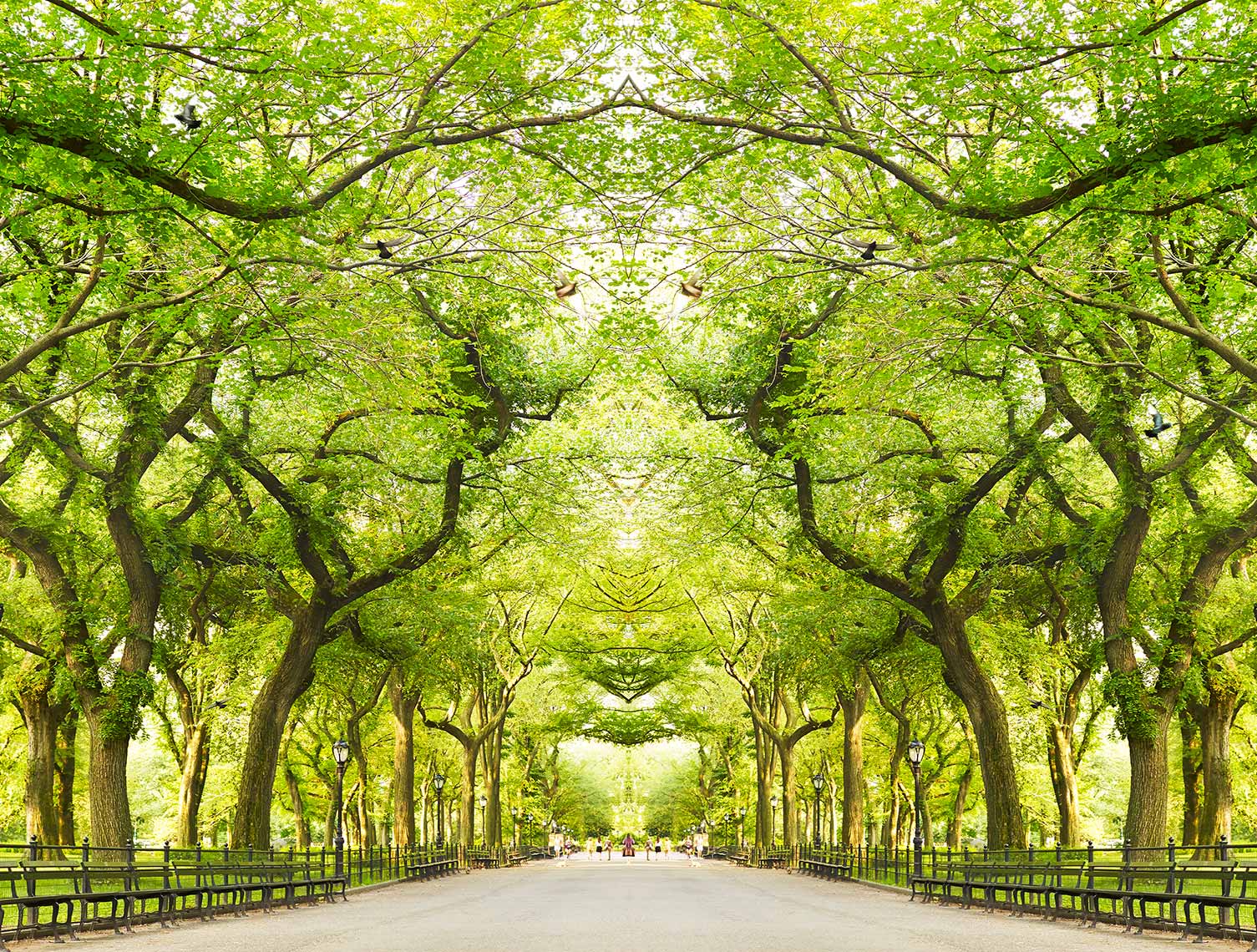 Trees III NY