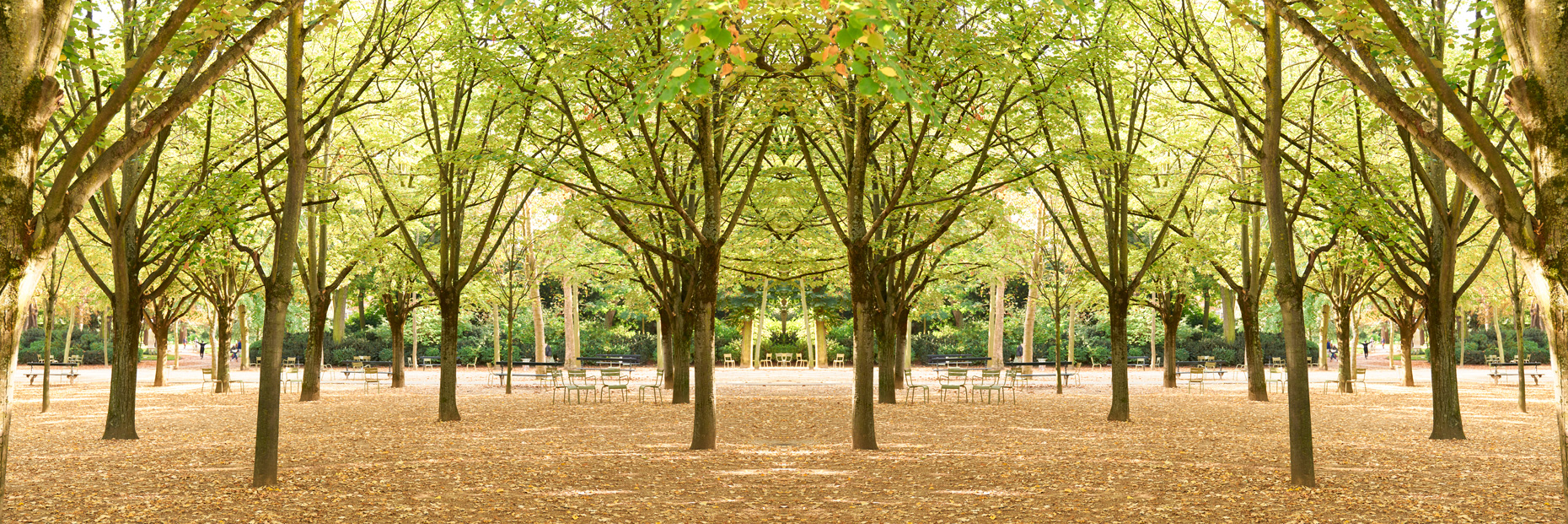 Trees IV Luxembourg Paris