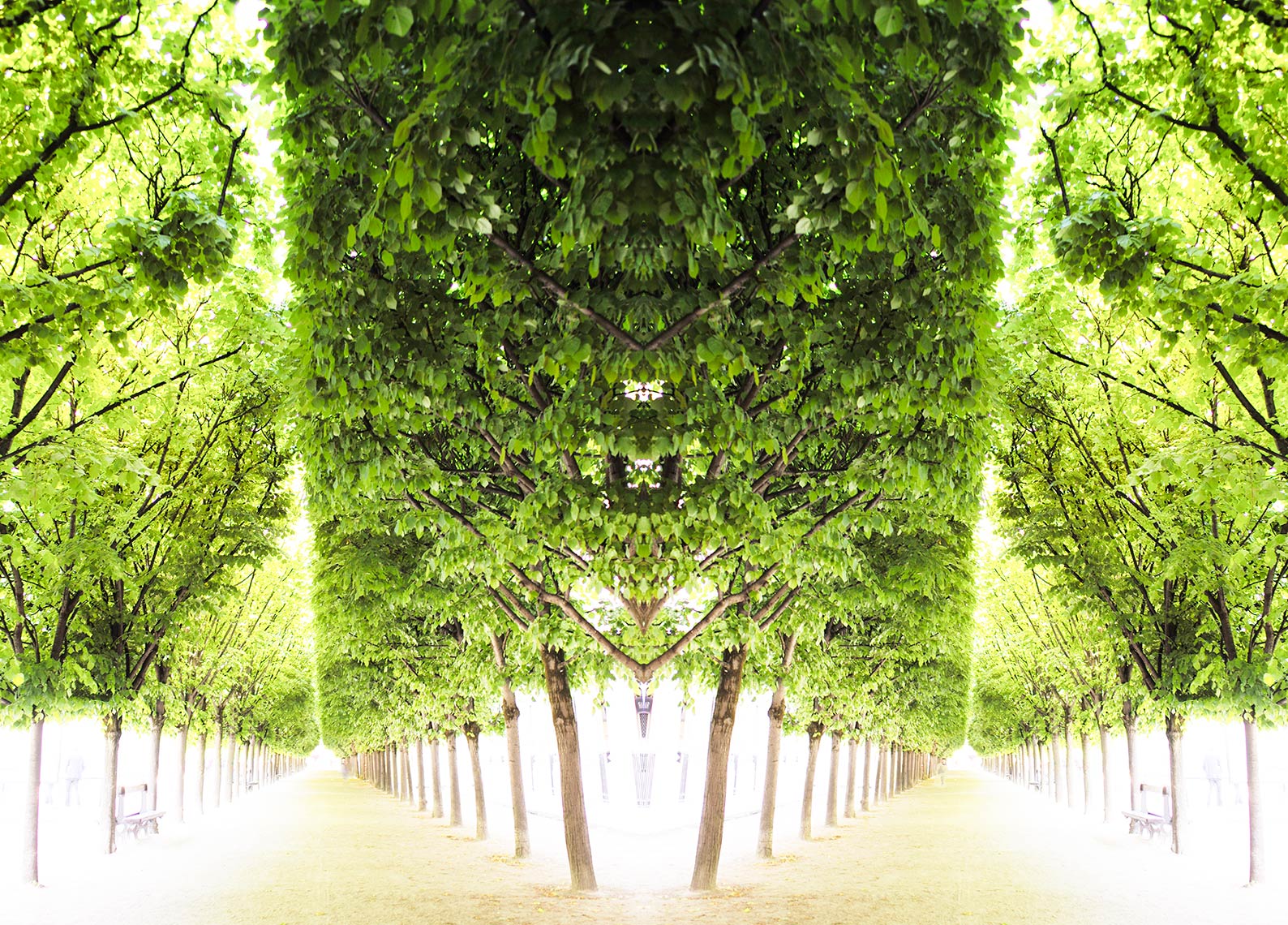 Trees IV Palais Royale