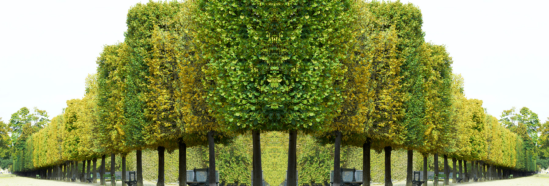 Trees Tuileries Printemps