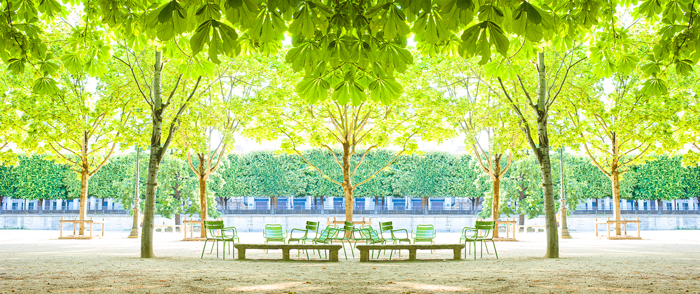 Trees VI Luxembourg