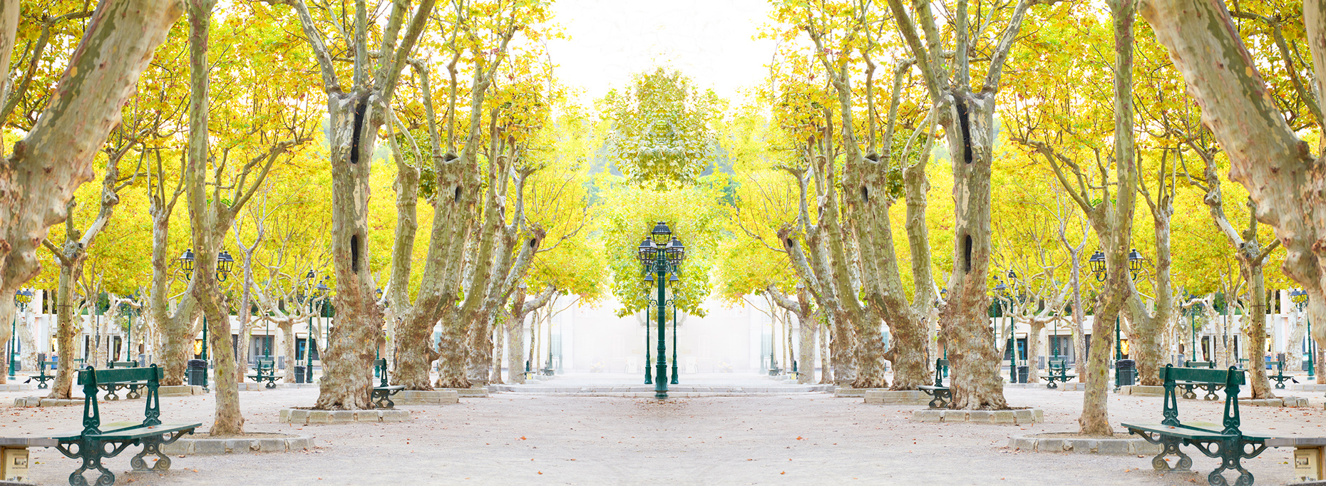Trees VII St. Tropez