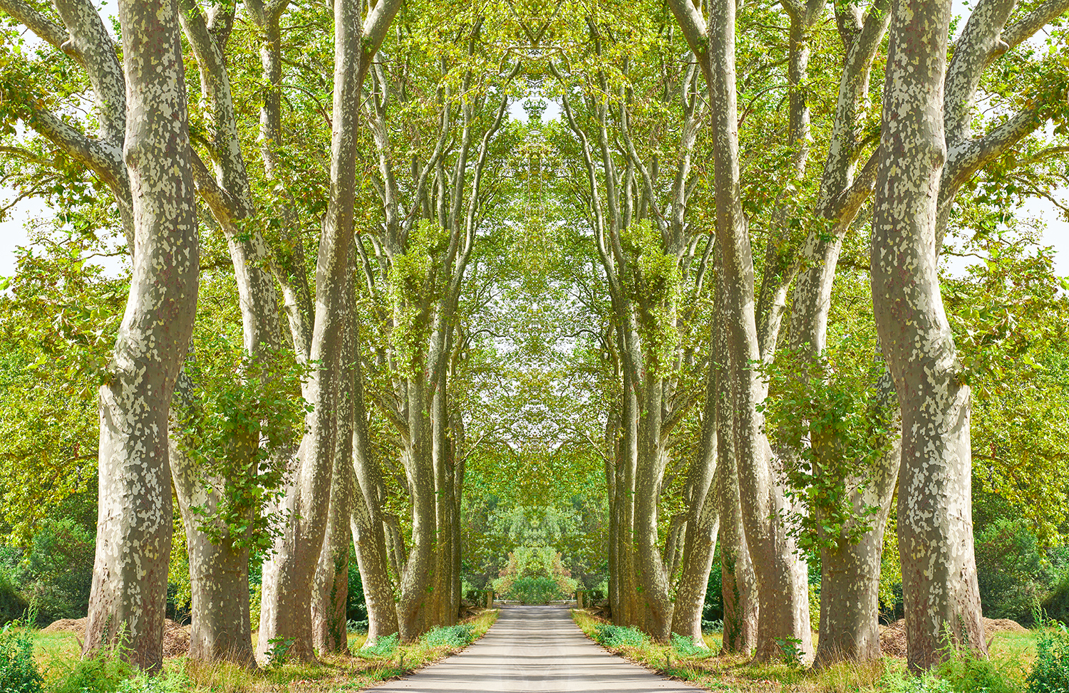 Trees VIII St. Tropez 2022