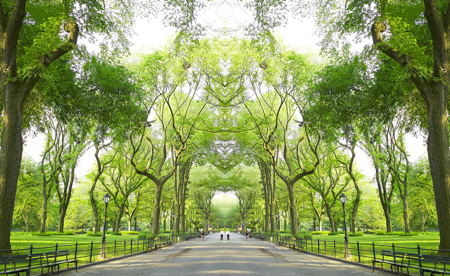 Trees II NYC