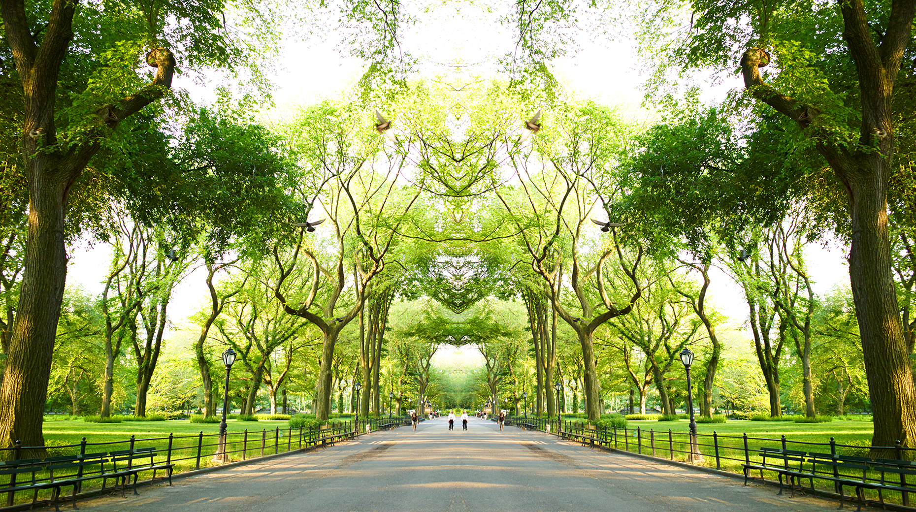 Trees II NYC