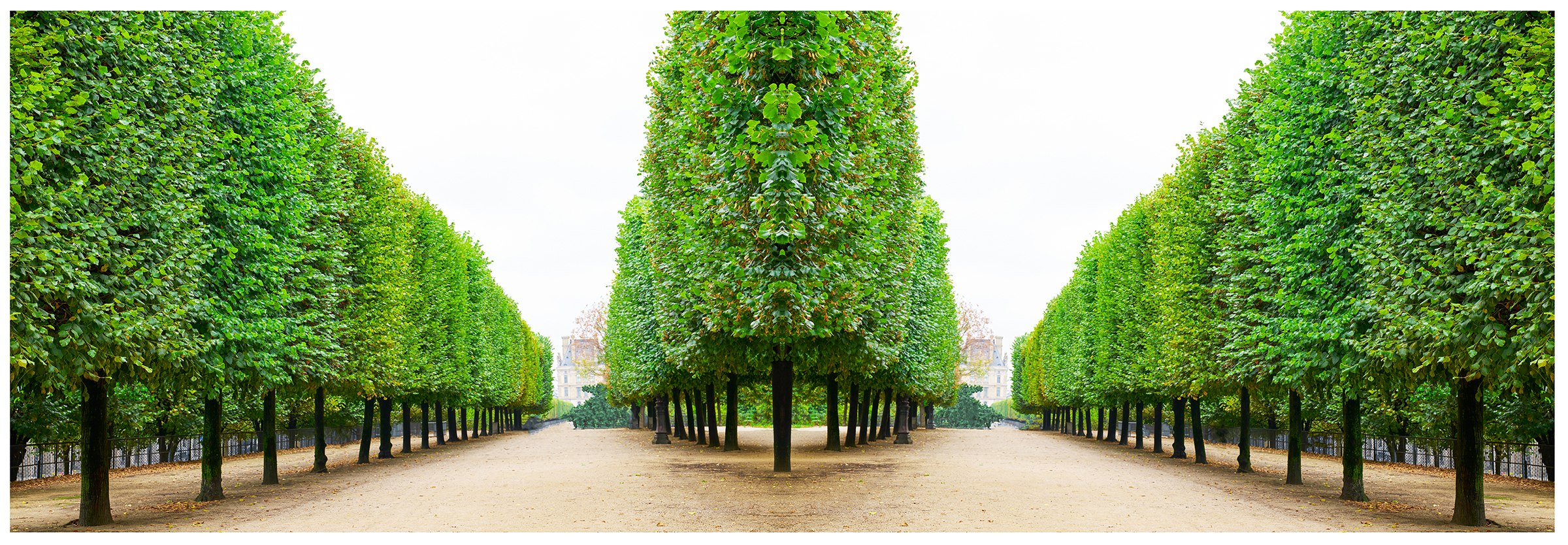 Trees I Tuileries 