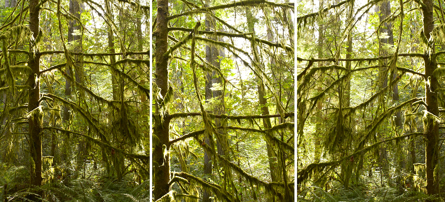 Trees Seattle I