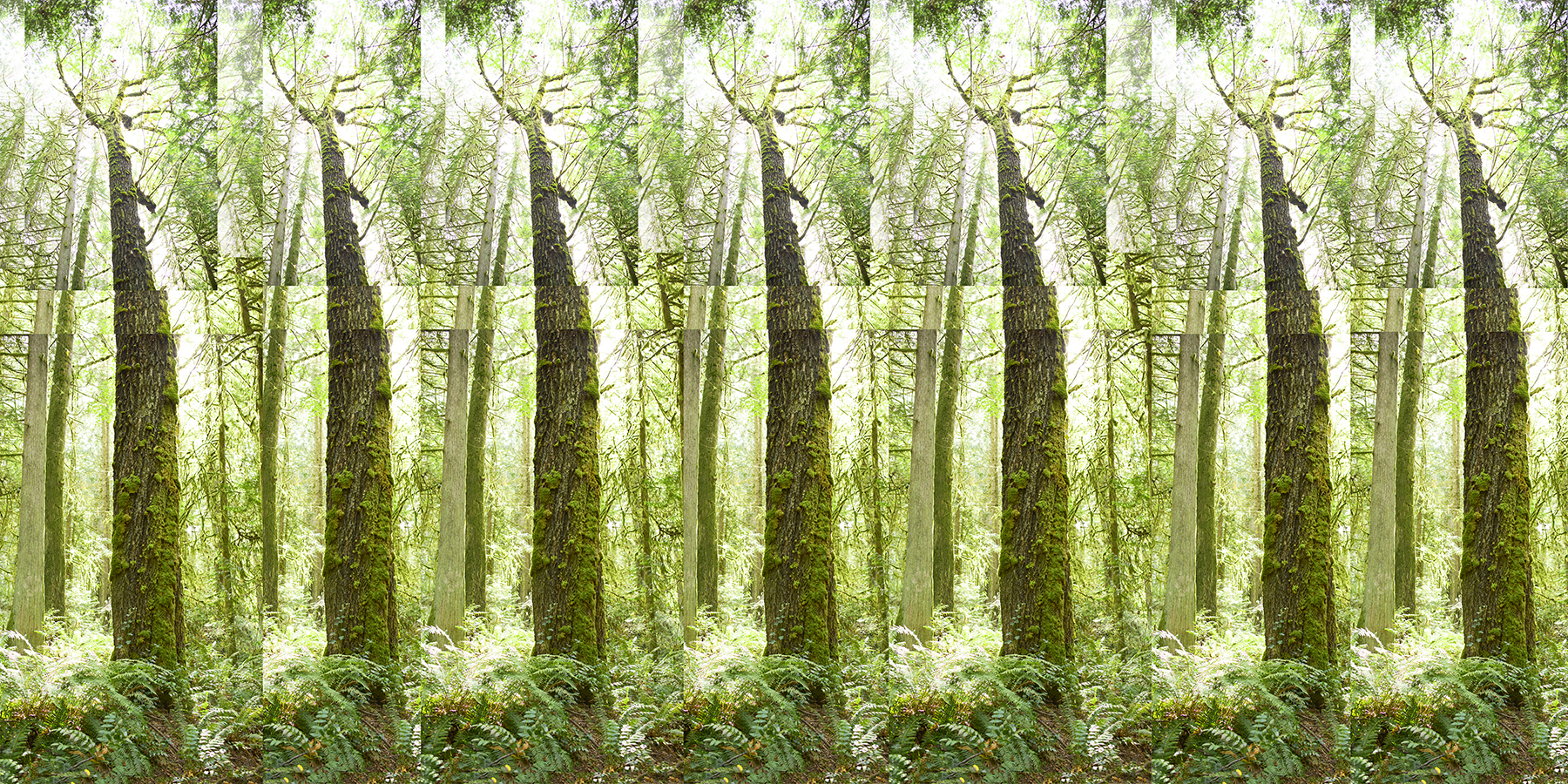 Trees VII Seattle I