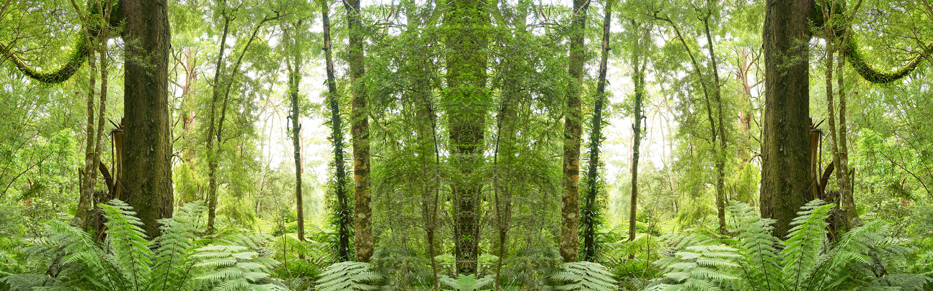 Trees Australia