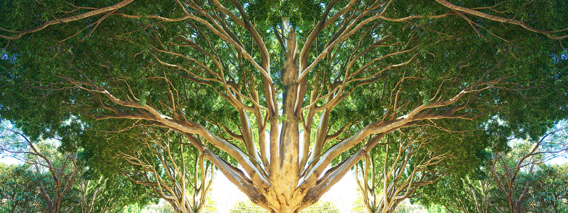Trees V Australia